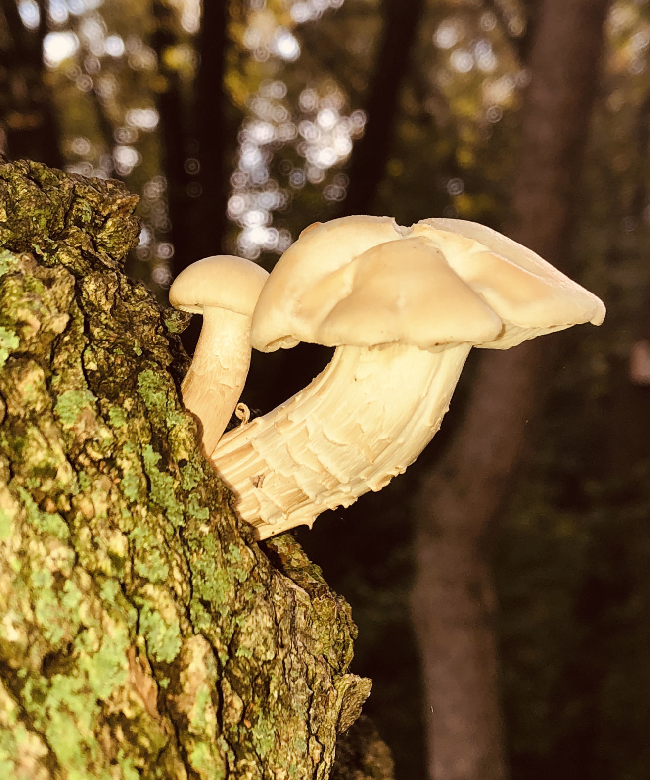 West C. Jacobs: Mushrooms